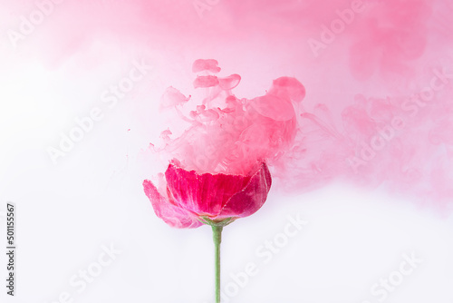 Fototapeta Naklejka Na Ścianę i Meble -  Beautiful pink poppy flowers in pink colored clouds