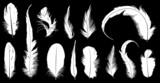 Illustration of different feathers on black background