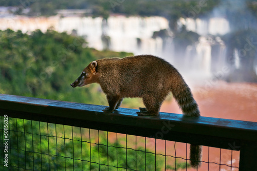 coati walking on the fence with the background of iguazu falls and nature photo