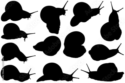Collection of different snail silhouettes isolated on white