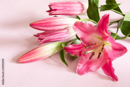 Pink lily flowers on pink background for design on the theme of wedding or holiday invitation. Copy space