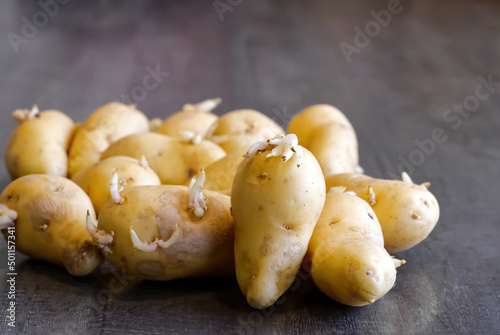 Sprouted potatoes. Macro shot of seed potatoes with sprouts. root crops for planting. Agriculture and farming. close up photo