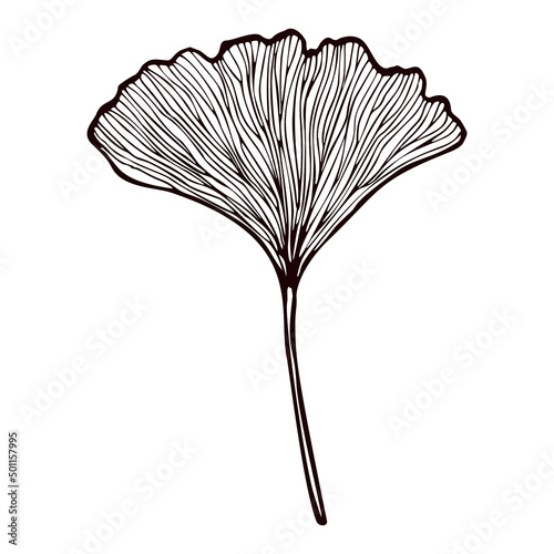 Leaf Ginkgo Biloba engraved in isolated white background. Vintage branch Gingko botanical foliage in hand drawn style.