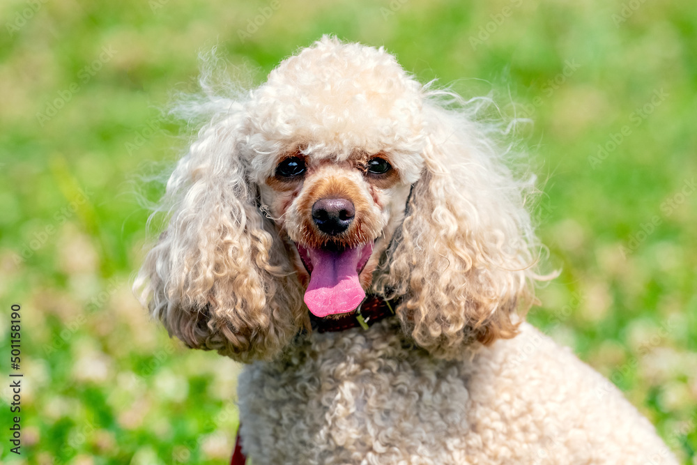 Poodle dog breed with light fur close up on a background of green grass