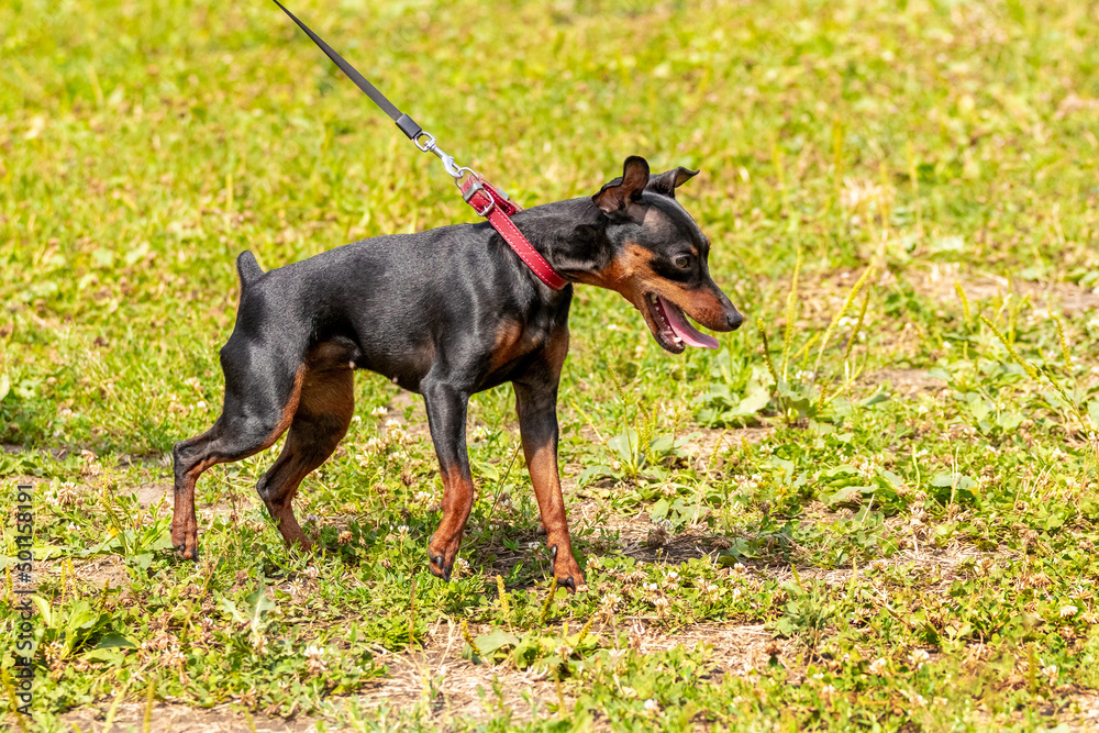 Black unrestrained dog breed Doberman on a leash in the park during a walk Black unrestrained dog breed Doberman on a leash in the park during a walk