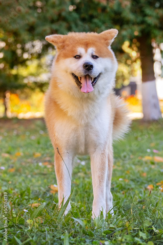 Shiba Inu dog in the park on the green grass