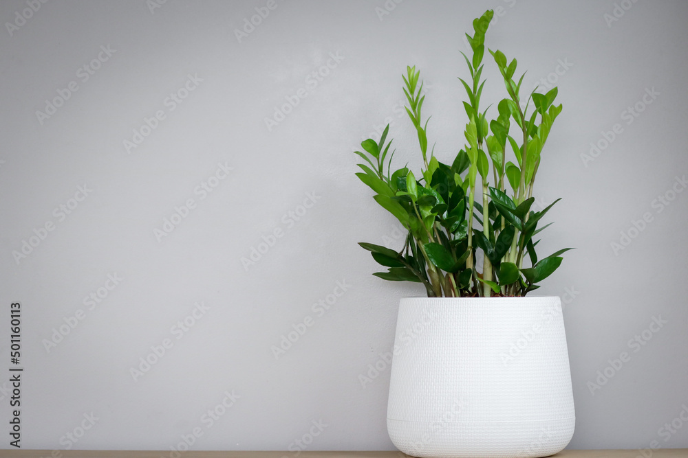 Zamioculcas zamifolia- dollar tree. Zanzibar Gem The tree is named auspicious placed on the right and copy space. Suitable for decorating your home and office.