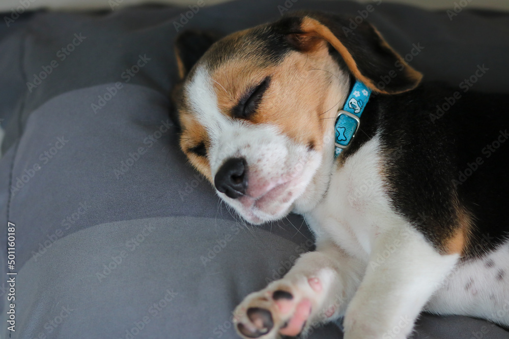 Paws closeup. Cute beagle puppy is lying on a gray cloth with his bed. Paws of sleeping puppy.