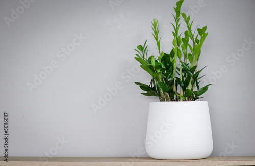 Zamioculcas zamifolia- dollar tree. Zanzibar Gem The tree is named auspicious placed on the right and copy space. Suitable for decorating your home and office.