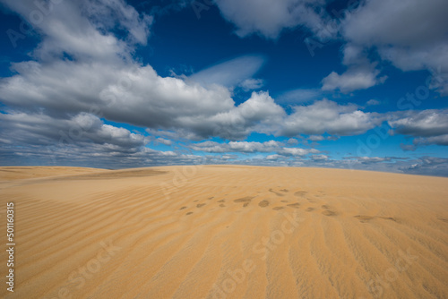 Fototapeta Naklejka Na Ścianę i Meble -  Blue skies, fluffy white clouds and wind rippled sand dunes at North Carolina's Jockey's Ridge State Park