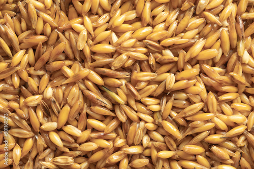 Background of wet oat grains. Proteins, vitamins, healthy food for animals concept