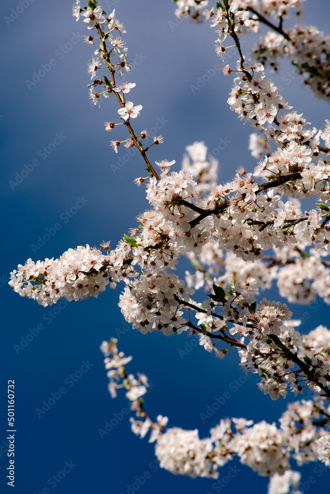 Spring flower blossoms nature landscape wallpaper Spring flower blossoms nature landscape wallpaper