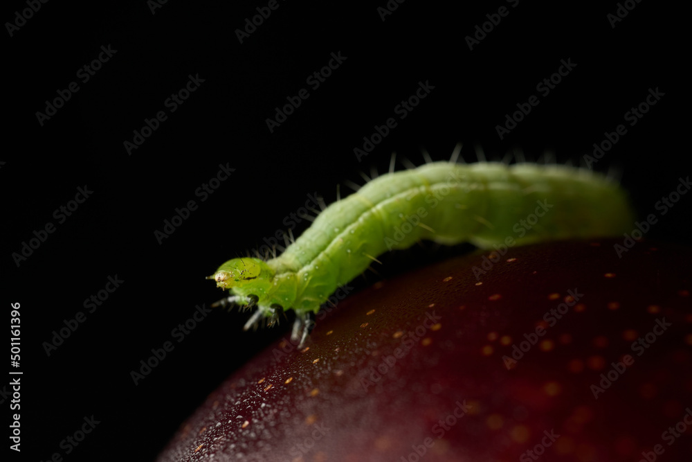 Naklejka premium Details of a green caterpillar on a plum