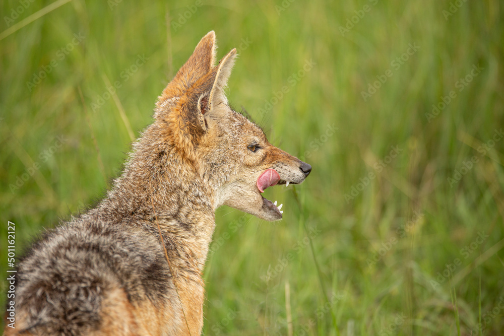 Fototapeta premium Side view of black-backed jackal (Lupulella mesomelas) licking lips and teeth showing. African wildlife seen on safari in Masai Mara, Kenya