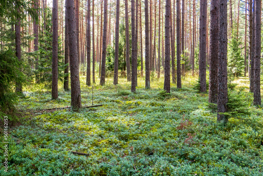 Obraz premium A pine forest on a summer day in August. Slender pines and lingonberry undergrowth
