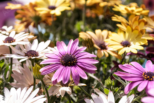 pink and yellow flowers