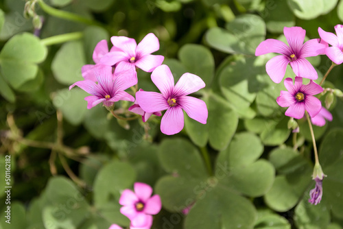 pink flowers in the garden