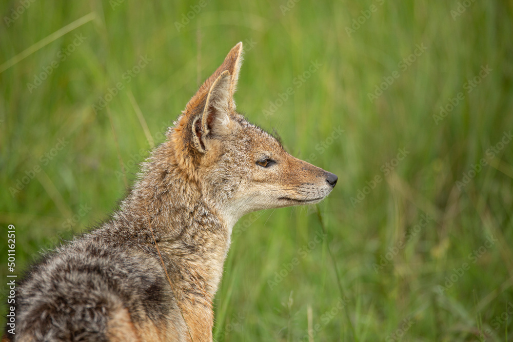 Side view of black-backed jackal (Lupulella mesomelas) sitting in the bush. African wildlife seen on safari in Masai Mara, Kenya Side view of black-backed jackal (Lupulella mesomelas) sitting in the bush. African wildlife seen on safari in Masai Mara, Kenya