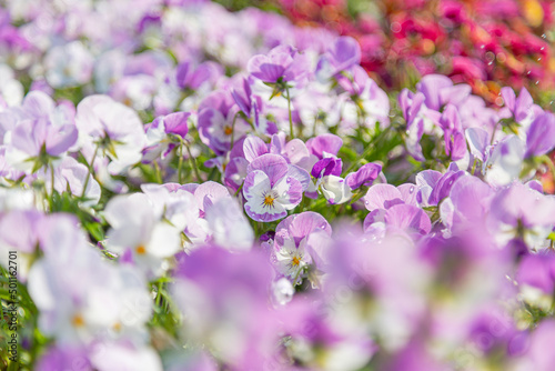 久宝寺緑地で満開に咲くビオラの花畑