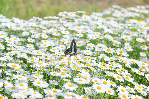 満開のマーガレットとアオスジアゲハ（久宝寺緑地）