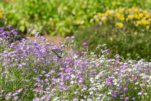 久宝寺緑地の花畑にいるアゲハ蝶