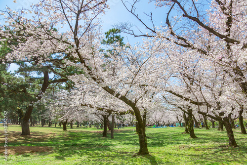 浜寺公園で満開に咲く桜 