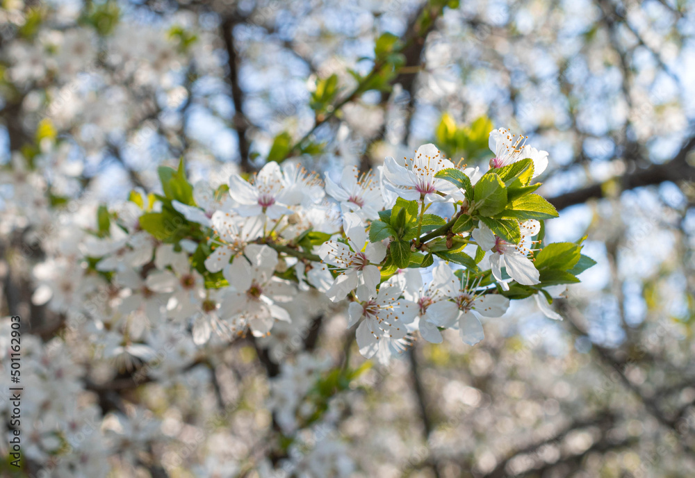 Branches of cherry blossoms. Spring white wedding background with cherry flowers and bokeh