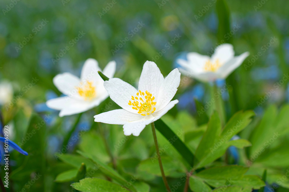Snowdrops and primroses in the grass in early spring. Anemone nemorosa close up Snowdrops and primroses in the grass in early spring. Anemone nemorosa close up