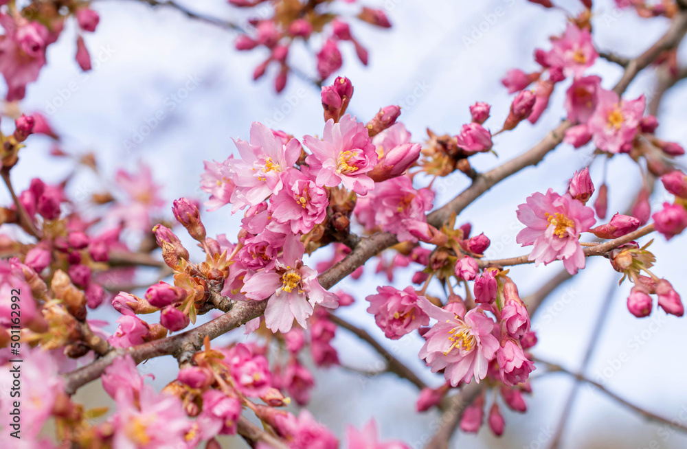Blooming Fukubana sakura in the spring. Pastel pink botany background Blooming Fukubana sakura in the spring. Pastel pink botany background