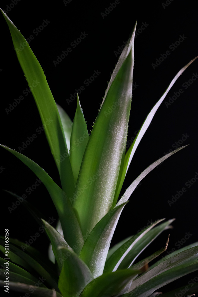 Obraz premium pineapple leaves or leaf on background