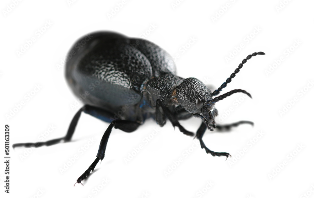 Violet oil beetle, Meloe violaceus isolated on white Violet oil beetle, Meloe violaceus isolated on white