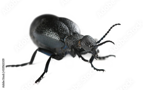 Violet oil beetle, Meloe violaceus isolated on white