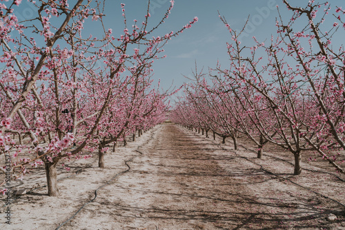 Orchard with blooming apricot trees