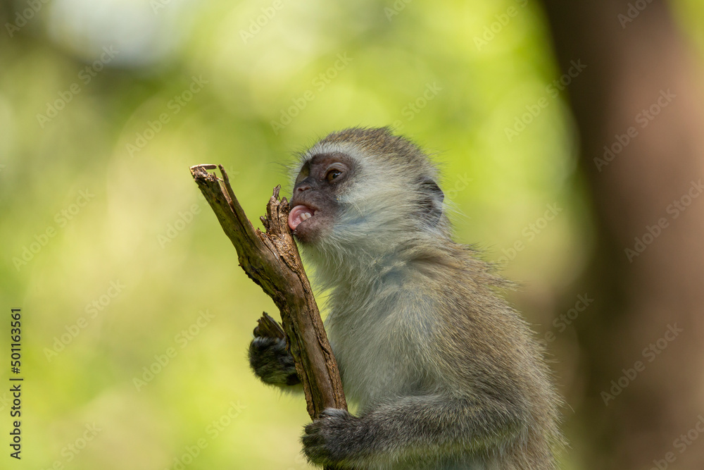 Vervet monkey, a small, black-faced monkey licking a branch with its tongue sticking out. African wildlife seen on safari in Masai Mara, Kenya Vervet monkey, a small, black-faced monkey licking a branch with its tongue sticking out. African wildlife seen on safari in Masai Mara, Kenya