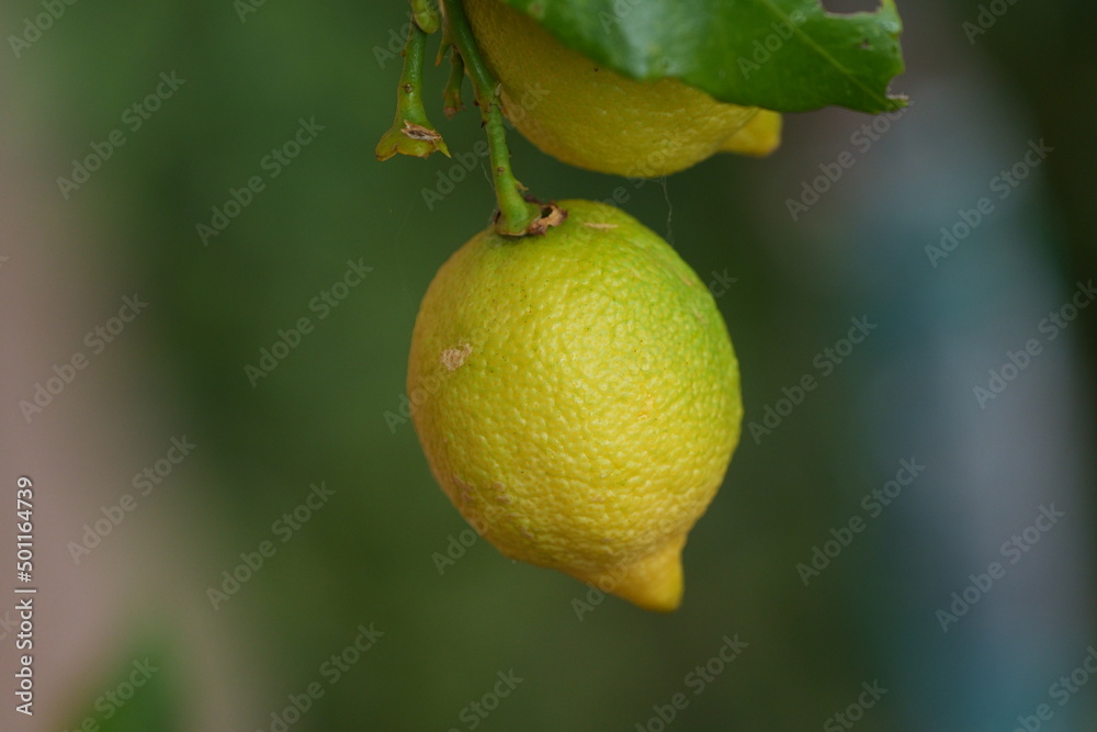Citron biologique