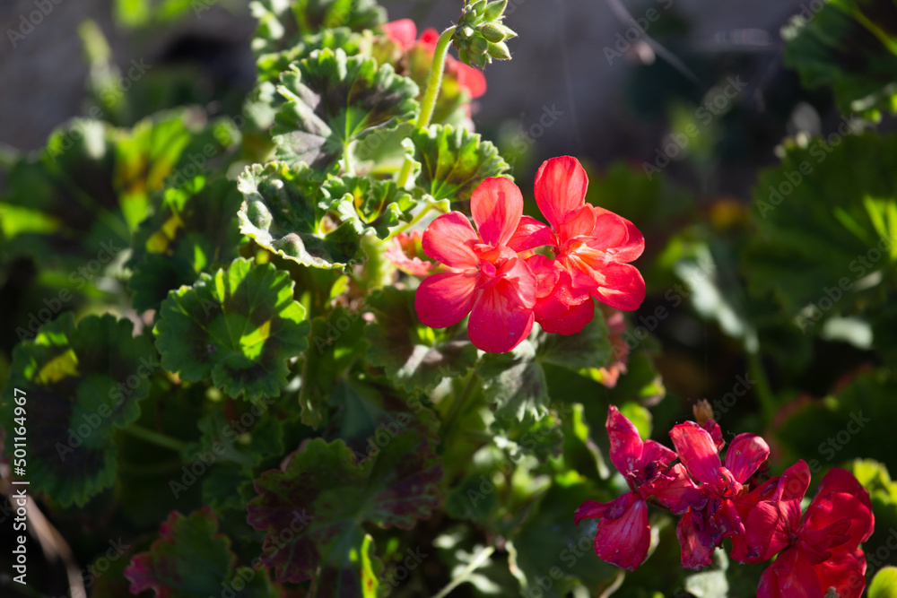 Red geraniums, also known as cranesbill outside in the garden in sunlight. Pelargonium lateripes Red geraniums, also known as cranesbill outside in the garden in sunlight. Pelargonium lateripes
