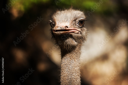 Head shot of Ostrich in the nature