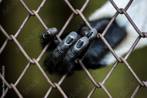 Finger hand of monkey in the cage