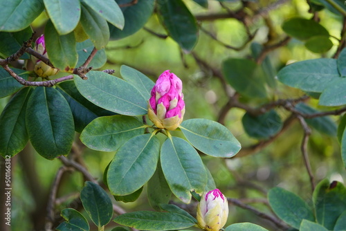 
Rhododendron 'Simona' is one of the large-flowered rhododendrons.
 photo