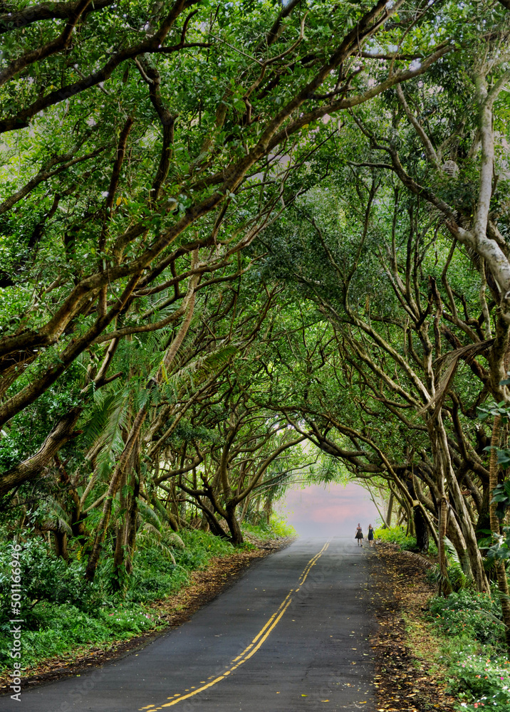 Fototapeta premium Silhouettes of two women walking on roadside thru tree tunnel, Big Island, Hawaii