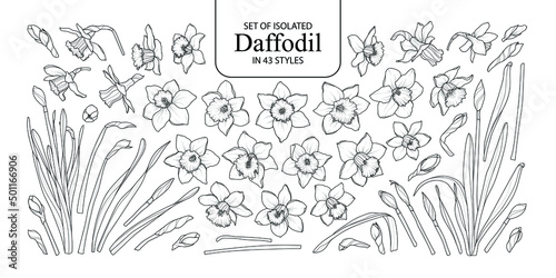 Set of isolated Daffodil in 43 styles. Cute hand-drawn flower vector illustration in black outline and white plane on white background.