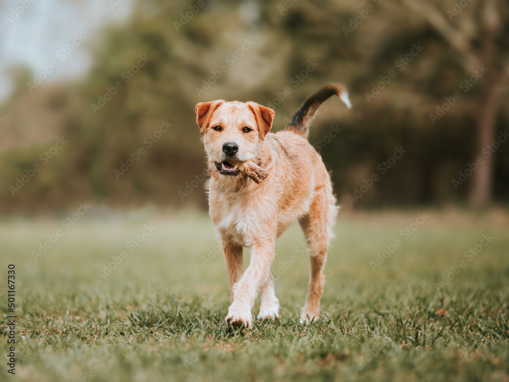 A terrier dog walks towards camera A terrier dog walks towards camera