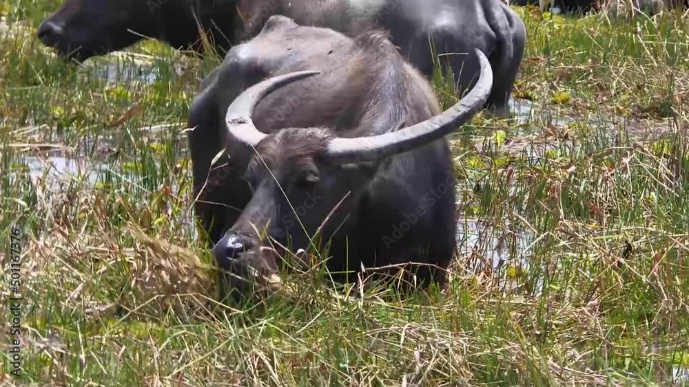 Thai local buffalos eat grass and live in the fresh green field and swamp at Phatthalung of Thailand.