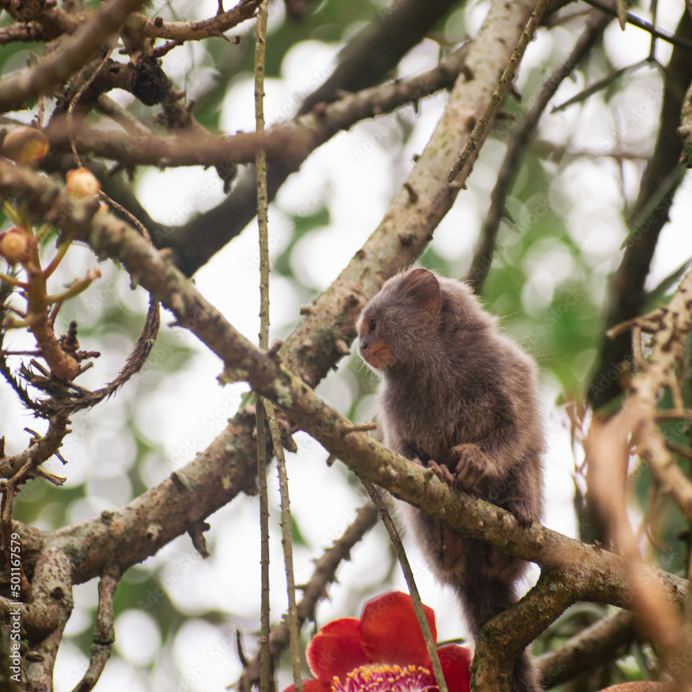 Fototapeta premium squirrel on a branch