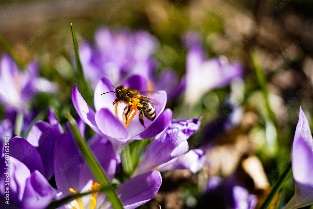Biene landet auf Krokus Biene landet auf Krokus
