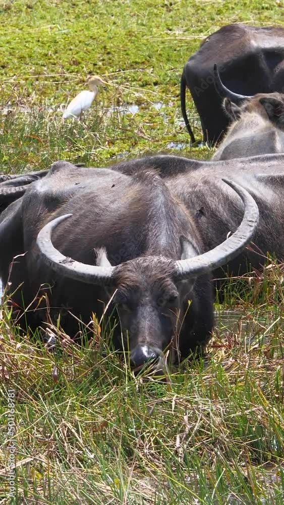 Thai local buffalos eat grass and live in the fresh green field and swamp at Phatthalung of Thailand.