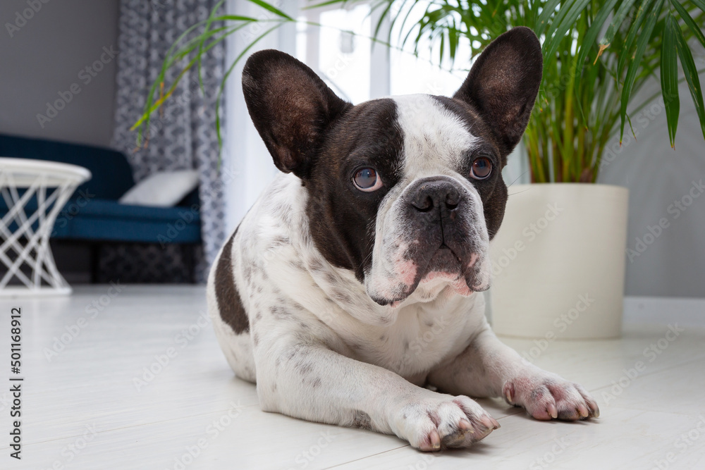 Adorable french bulldog lying under the palm tree at home