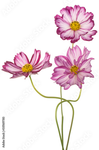 cosmos flower