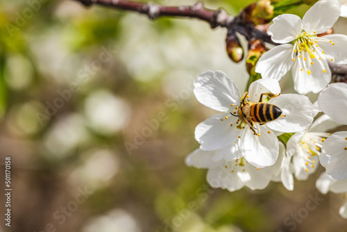 Honey bee feeding on a blooming cherry blossom. Beautiful nature scene with blooming tree and sun flare
