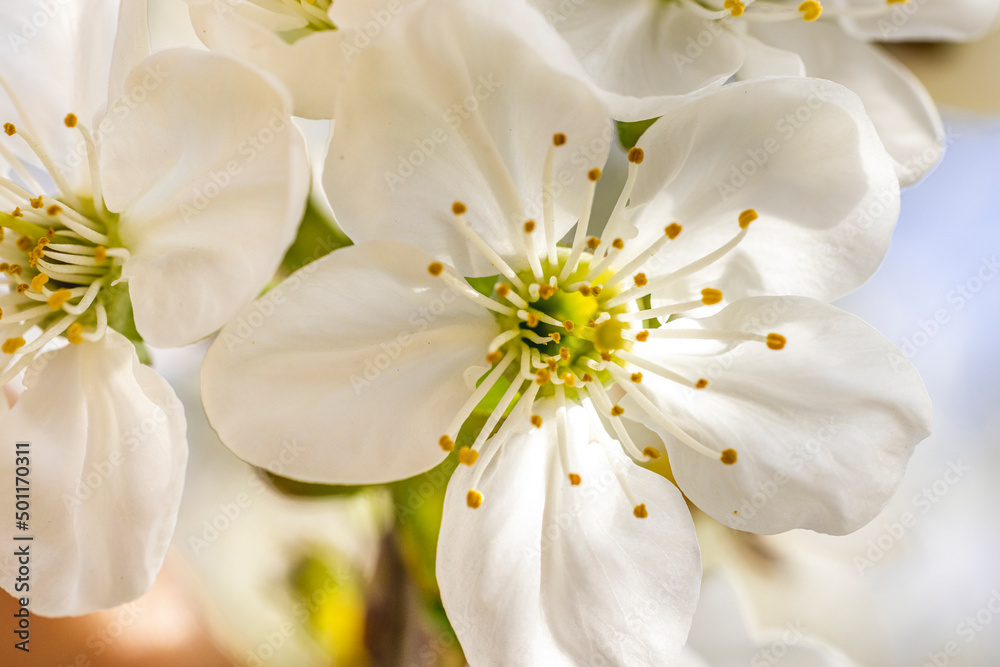 Spring background art with white cherry blossom. Beautiful nature scene with blooming tree and sun flare Spring background art with white cherry blossom. Beautiful nature scene with blooming tree and sun flare
